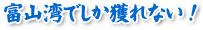 富山湾でしか獲れない！